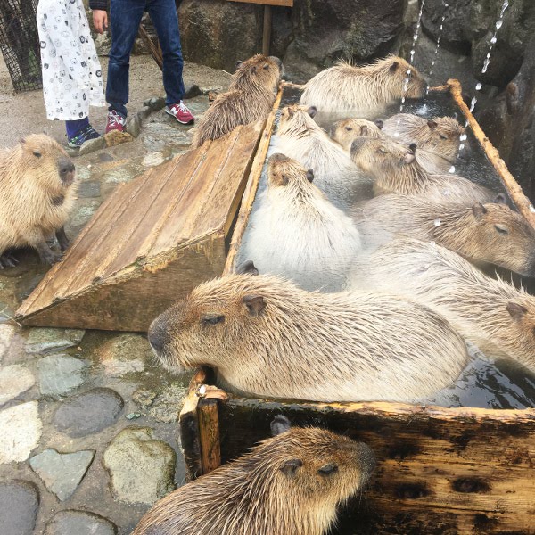 f:id:paseyo:20190507100750j:plain
