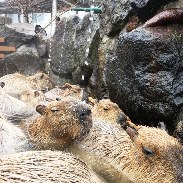 f:id:paseyo:20190507100751j:plain