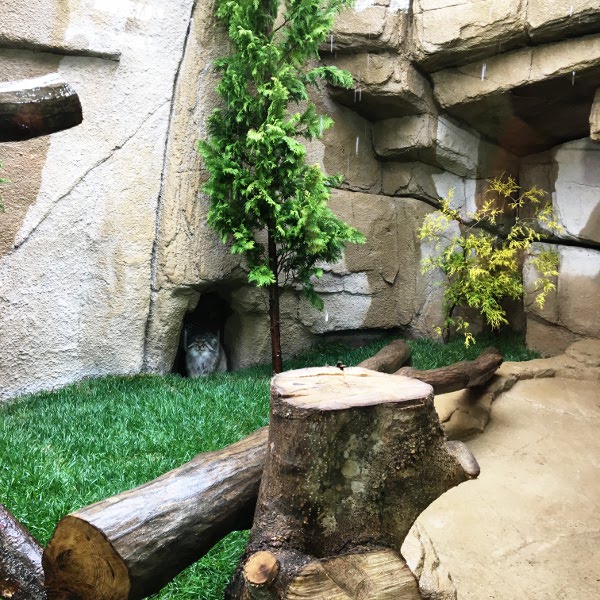 f:id:paseyo:20190507100752j:plain