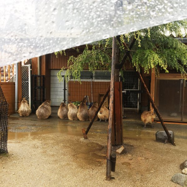 f:id:paseyo:20190507100759j:plain
