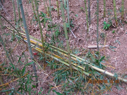 f:id:passarella:20121005184346j:image