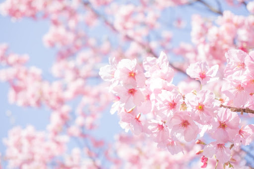 f:id:pastadayo:20200504214004j:plain f:id:pastadayo:20200504214004j:plain