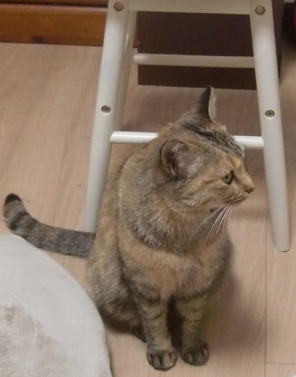 f:id:pastel-caree:20090101000018j:plain