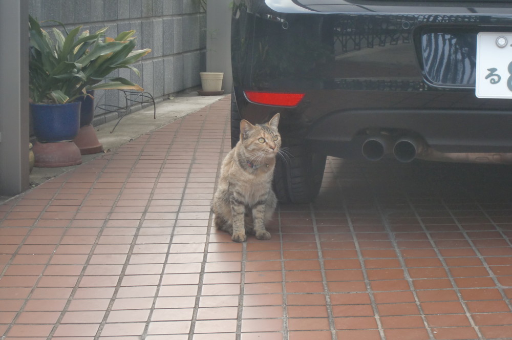 f:id:pastel-caree:20090101000100j:plain