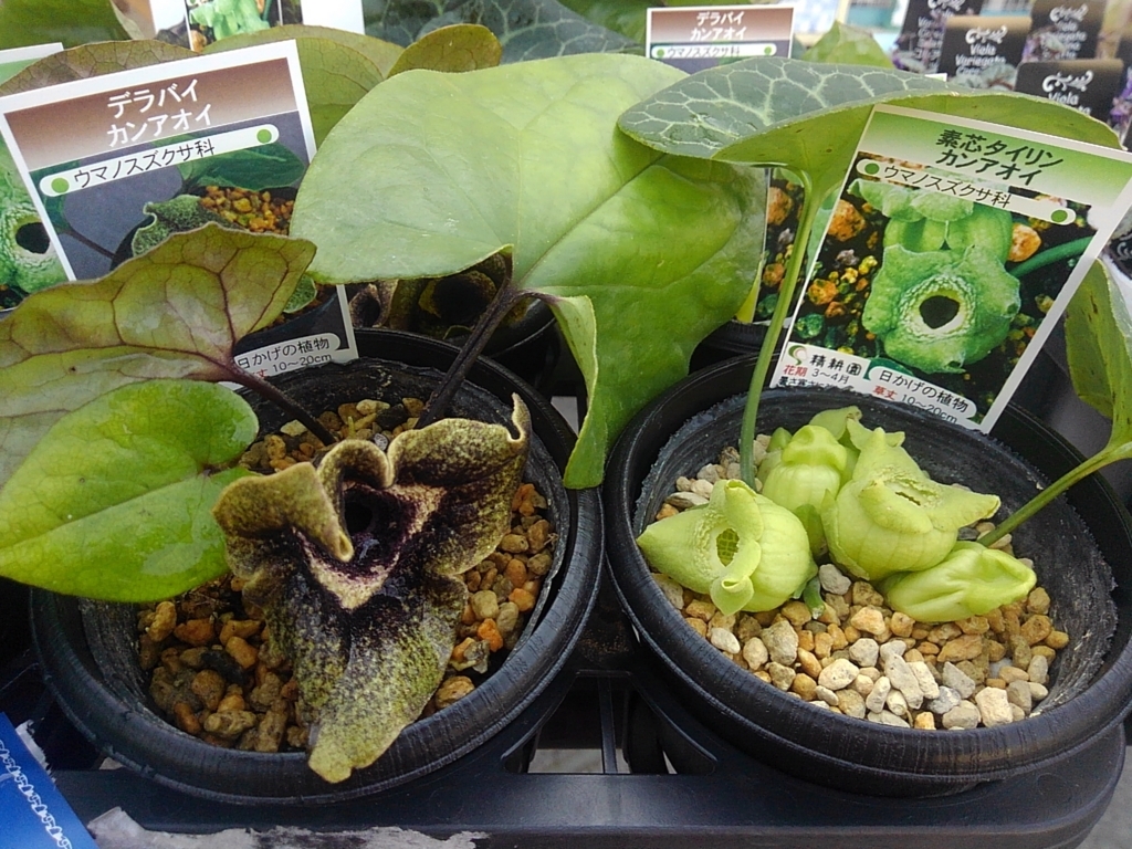 激レア模様！大輪寒葵 タイリンカンアオイ 古典園芸植物