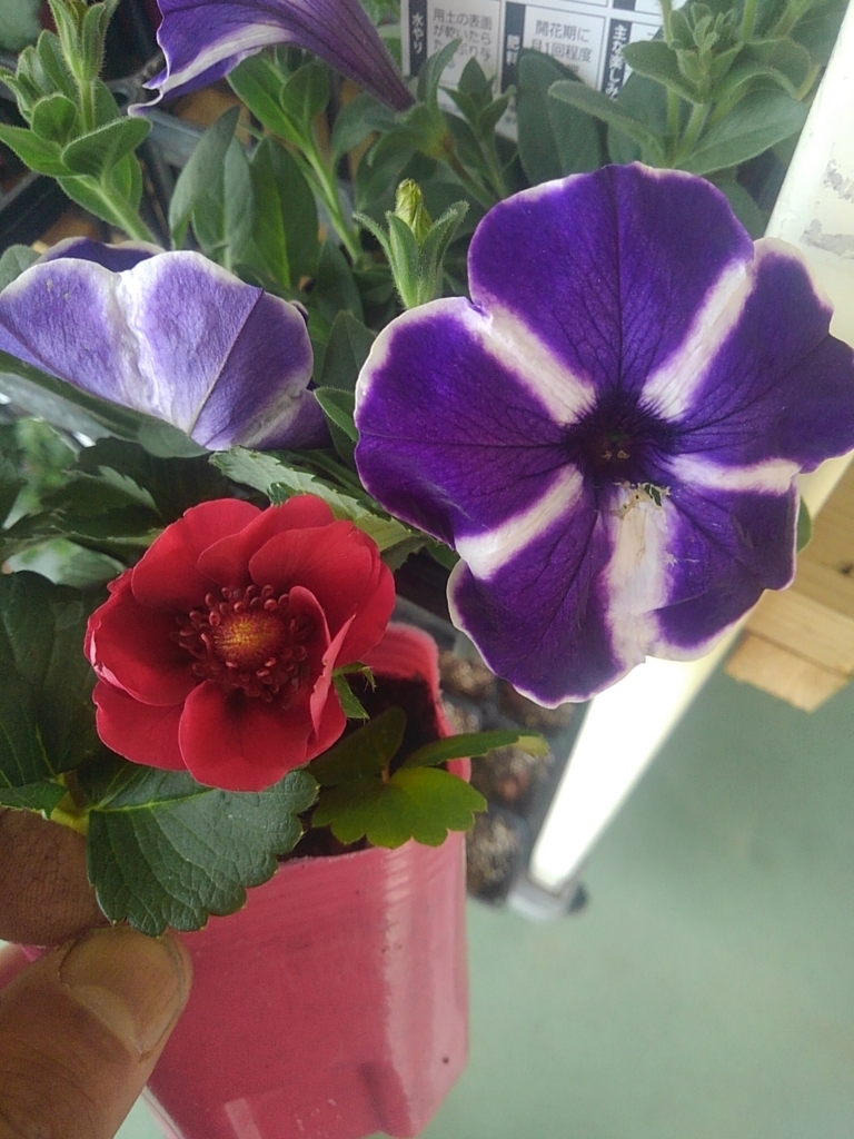 f:id:pastimeanzai:20180416093232j:plain f:id:pastimeanzai:20180416093232j:plain