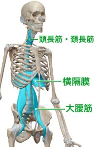 ストレートネックはマッサージで治せます。 - 理学療法士・波田野征美 ...