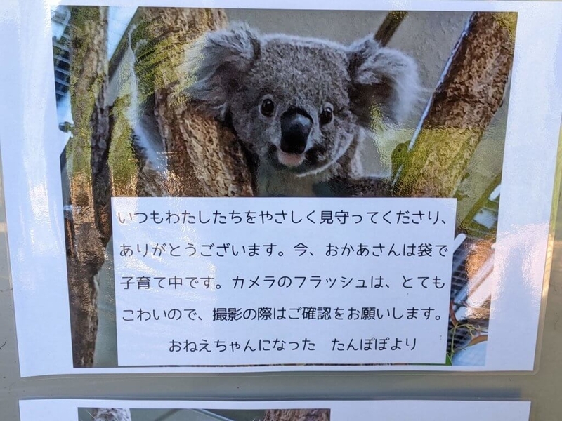 7月の最終金曜日は世界コアラの日。