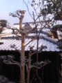 雪降った