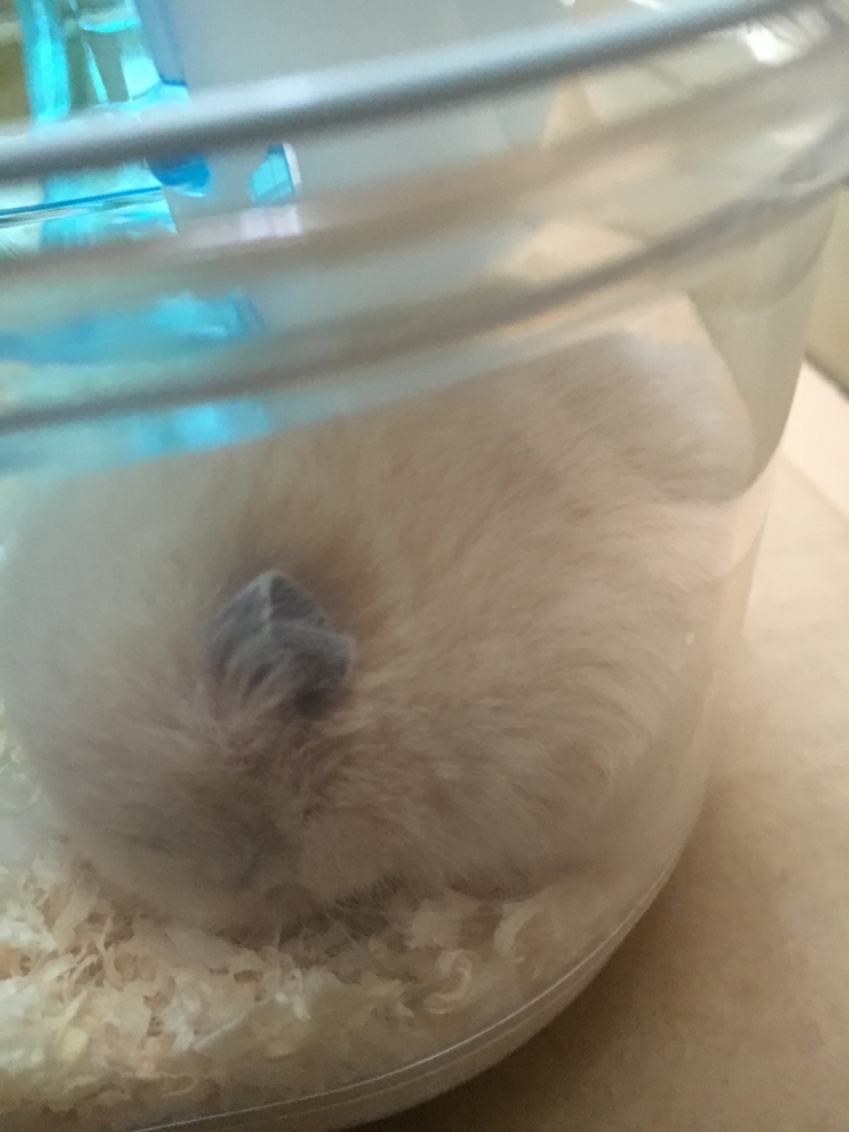 f:id:patakokun:20180409145253j:plain f:id:patakokun:20180409145253j:plain