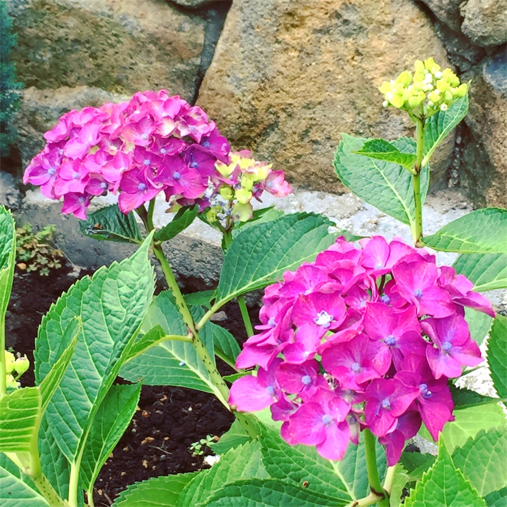 f:id:patakong:20170619063056j:image