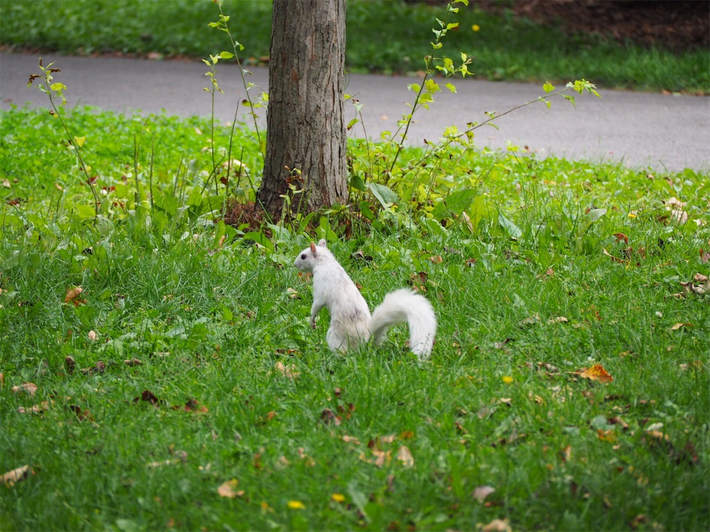 白いリス】モントリオールの公園で珍しいリスに遭遇【カナダのトウブ