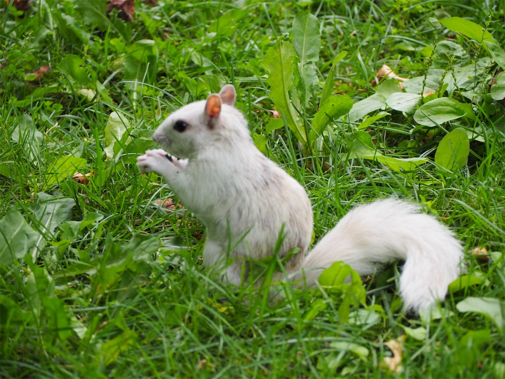 250点以上の作品を展示 まるっと小動物展 22 In 名古屋 Cbc Magazine Cbcマガジン リス 茶色と白のキツネザルのマスコットスポットサウンド Ciudaddelmaizslp Gob Mx 250点以上の作品を展示 まるっと小動物展 22 In 名古屋 Cbc Magazine Cbcマガジン リス 茶色と白のキツネザルのマスコットスポットサウンド Ciudaddelmaizslp Gob Mx