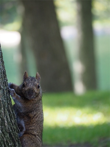 白いリス 秋のモントリオール モントリオールで赤ちゃんと暮らす 白いリス 秋のモントリオール モントリオールで赤ちゃんと暮らす