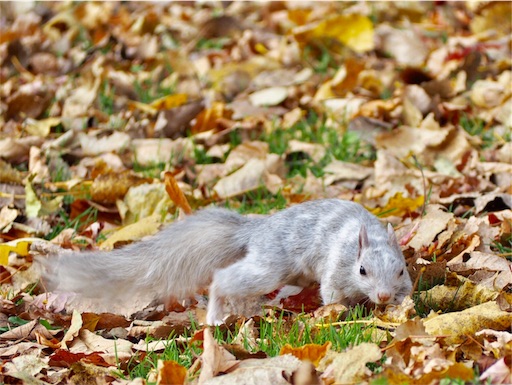 カナダの紅葉 別の所にもいた白リス カストール湖 モンロワイヤル山 モントリオールで赤ちゃんと暮らす カナダの紅葉 別の所にもいた白リス カストール湖 モンロワイヤル山 モントリオールで赤ちゃんと暮らす