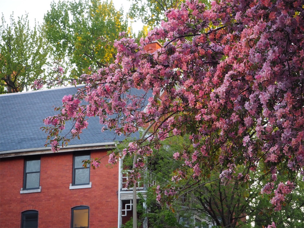 f:id:patamo:20180520021542j:image f:id:patamo:20180520021542j:image