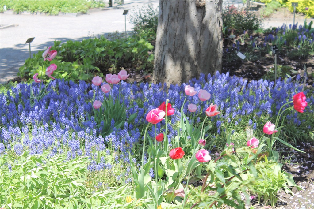 f:id:patamo:20180523165218j:image f:id:patamo:20180523165218j:image