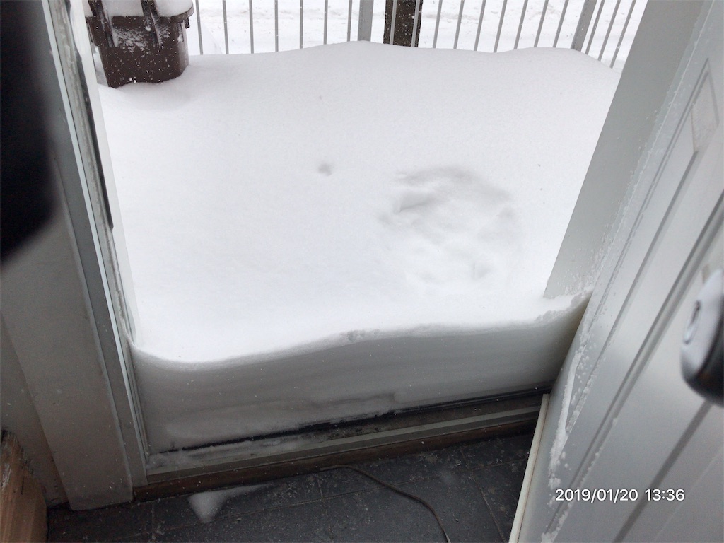 f:id:patamo:20190126001805j:image