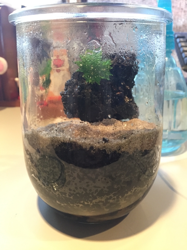 オオカサゴケを使った苔テラリウム 日陰のある庭