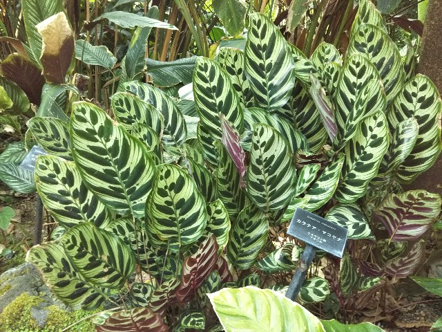 京都府立植物園探訪 19 観覧温室1 日陰のある庭