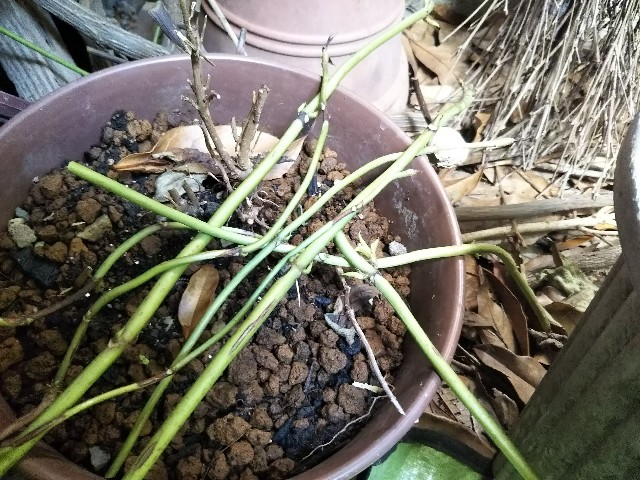 f:id:patio_unknown:20190809172806j:image f:id:patio_unknown:20190809172806j:image