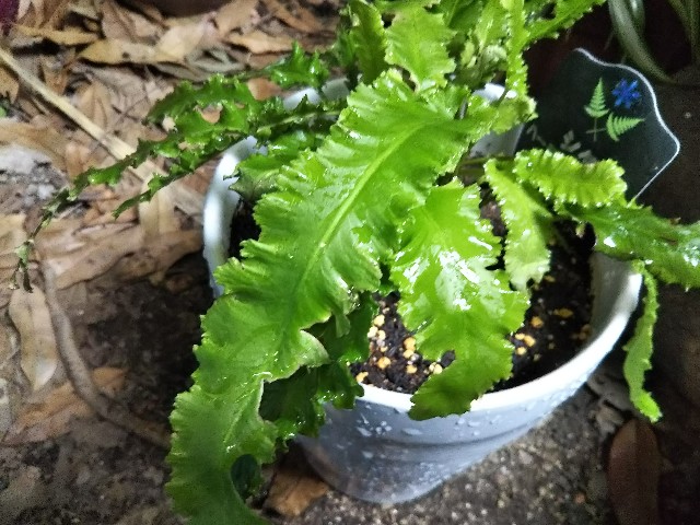 f:id:patio_unknown:20190809173137j:image f:id:patio_unknown:20190809173137j:image