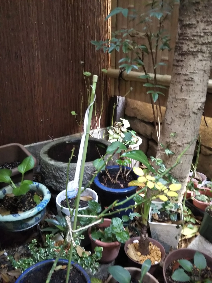 f:id:patio_unknown:20200622182239j:plain
