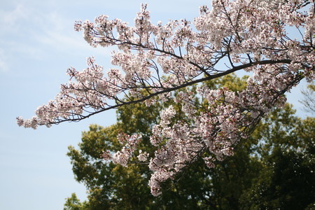 桜とたんぽぽ　春に再会　ピンクと黄色