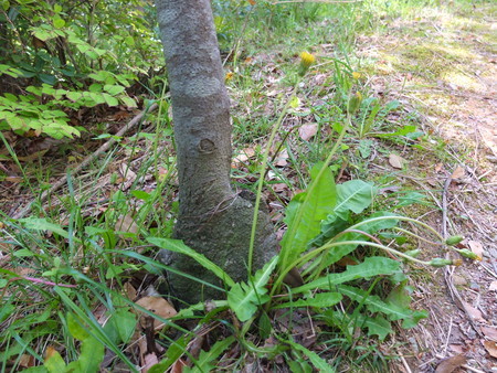 2020年　木の隣に