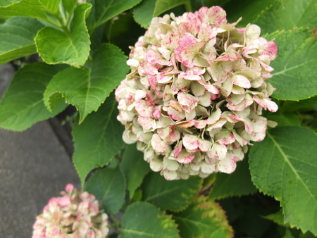 紫陽花　2020年7月23日　海の日　梅雨