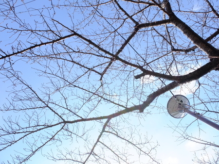 桜