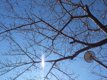 桜