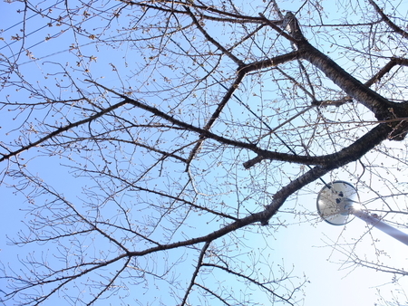 桜