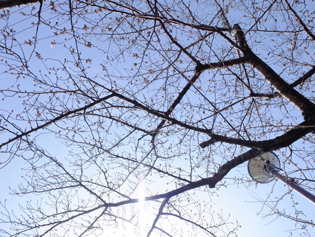 桜