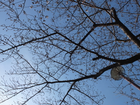 桜