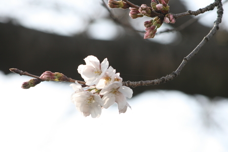 桜