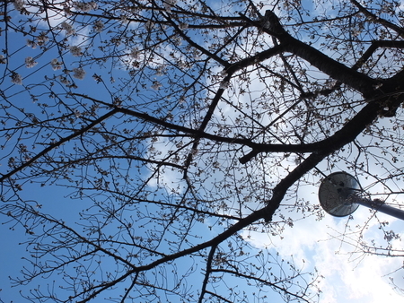 桜