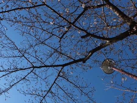 桜