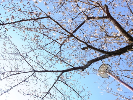 桜