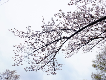 桜