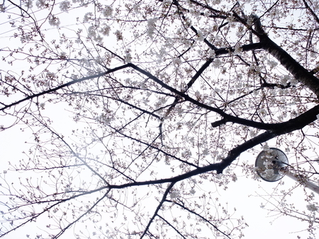 桜