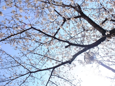 桜
