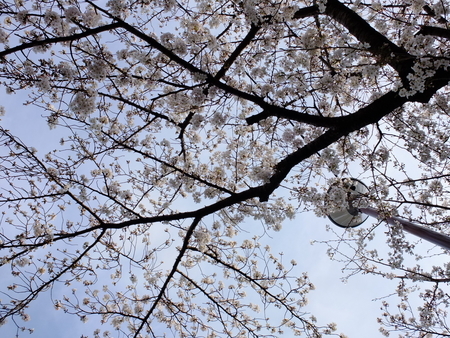 桜