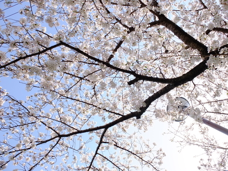 桜