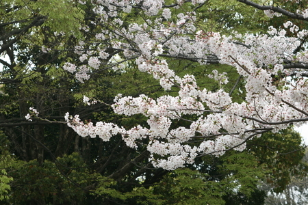 桜