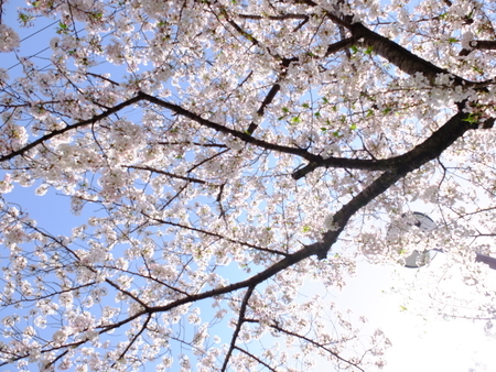 桜