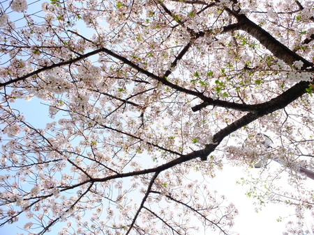 桜
