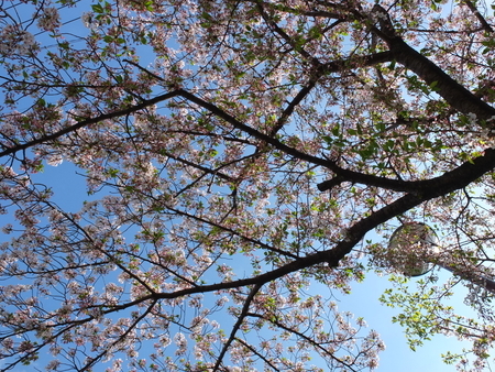 桜