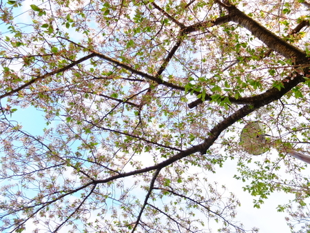 桜