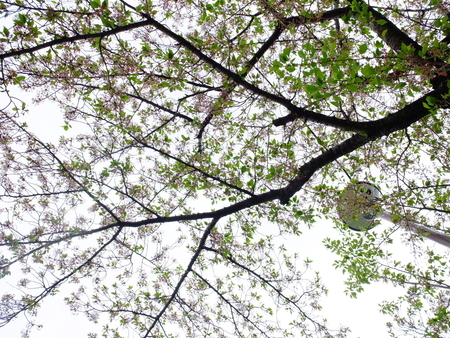 桜